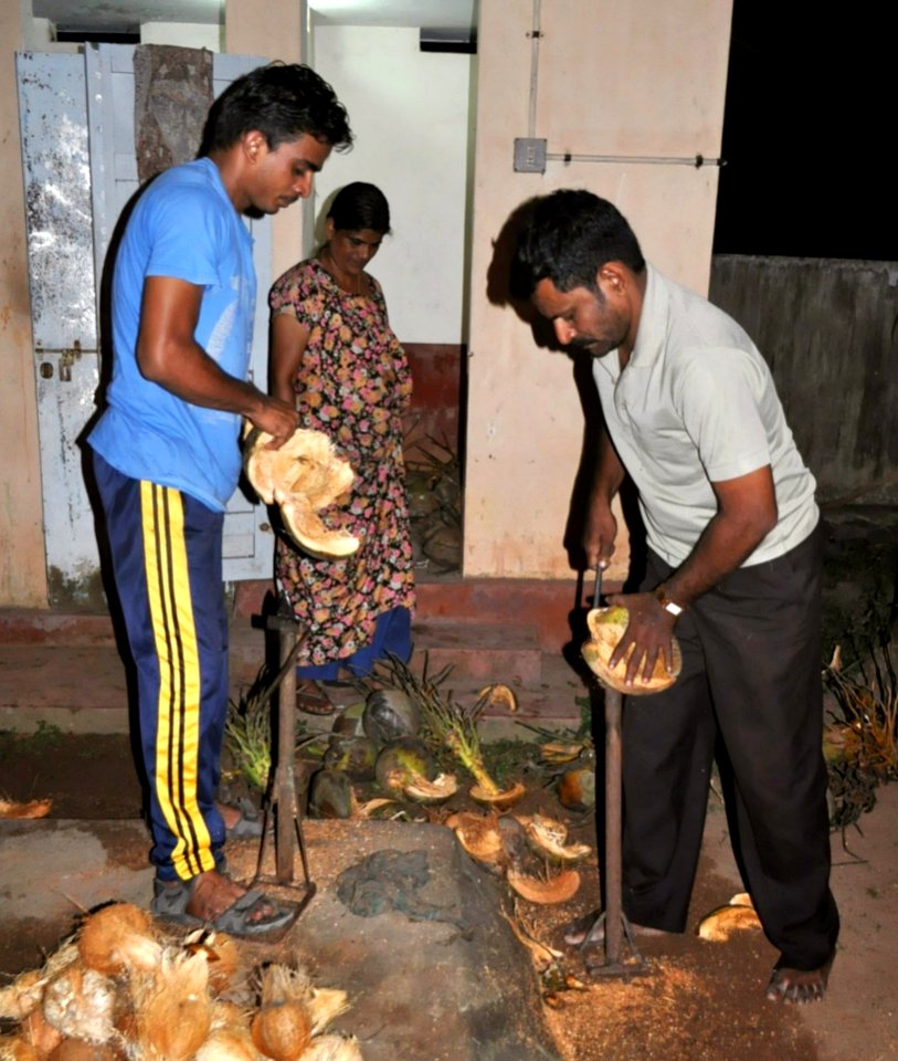 India, Kerela, Coconuts