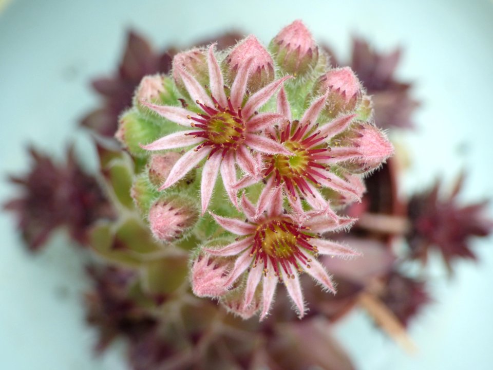 Livry gargan, France, Flower