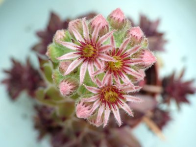 Livry gargan, France, Flower