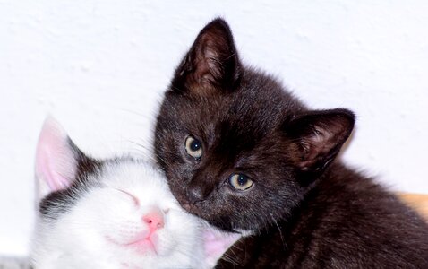 Black black white kitten photo