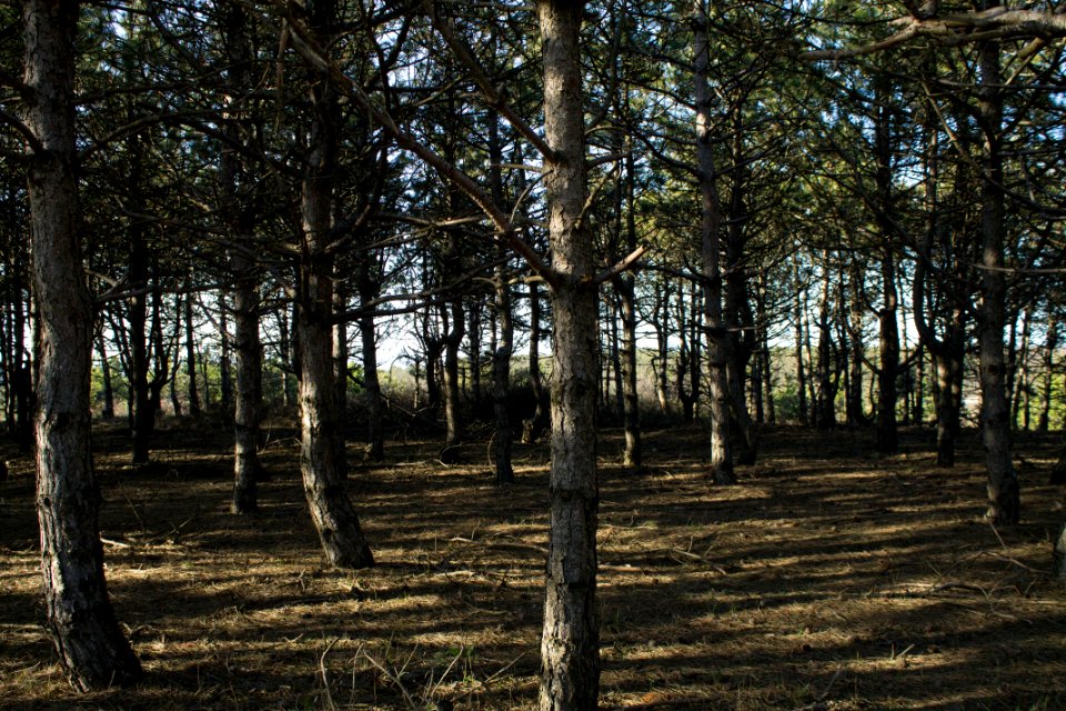 Crimea, Forest, Tree