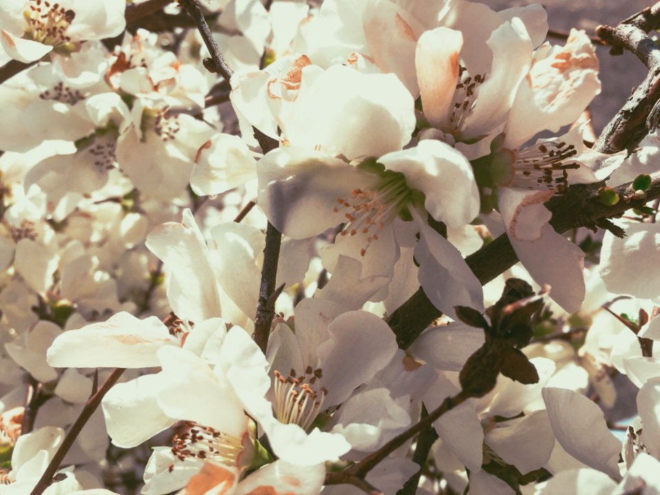 Background, Iphone, Campus