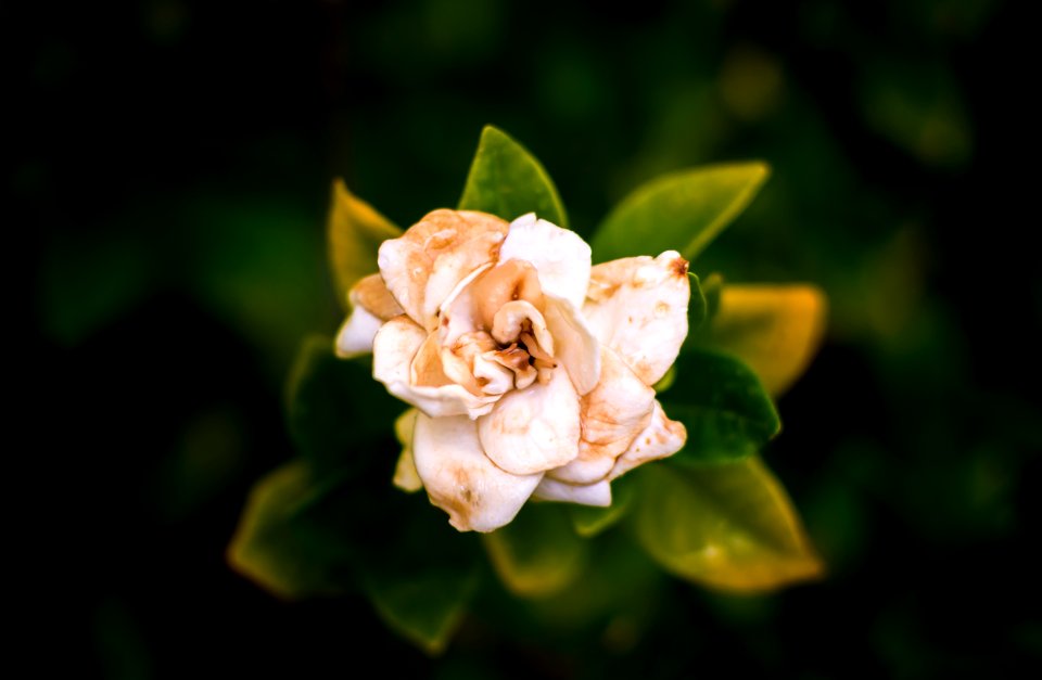 Sharp, Blurred, Blur