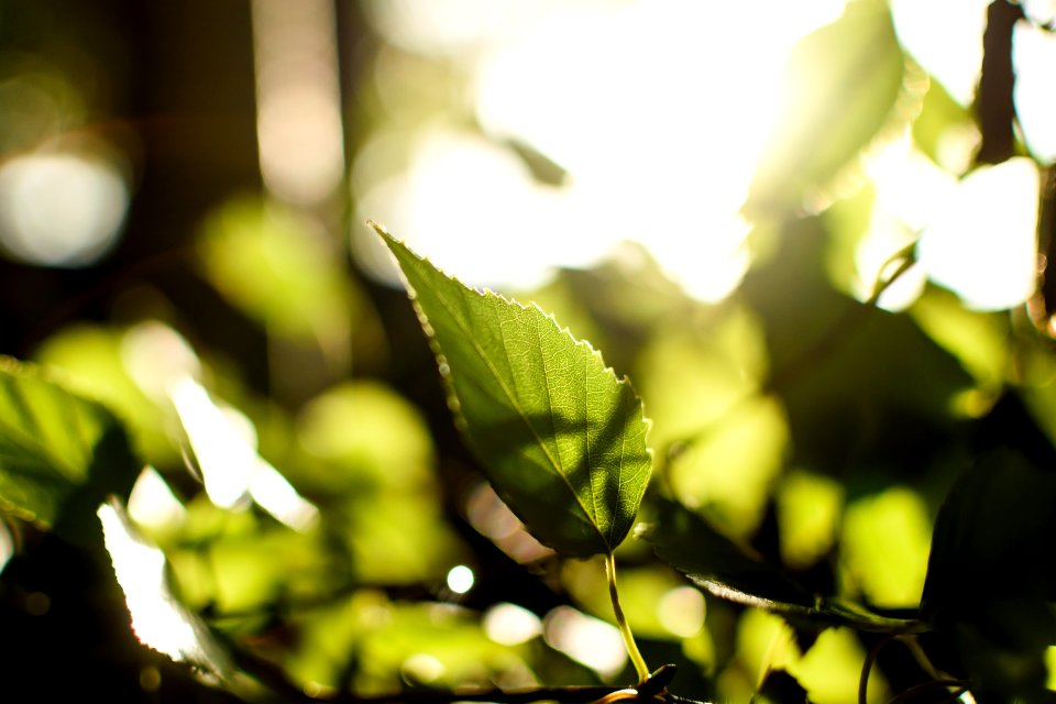 Garden, Greenery, Green