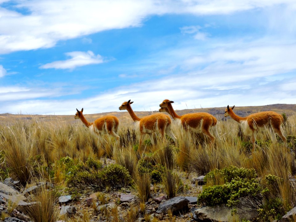 Ayacucho, Peru, Alpaca