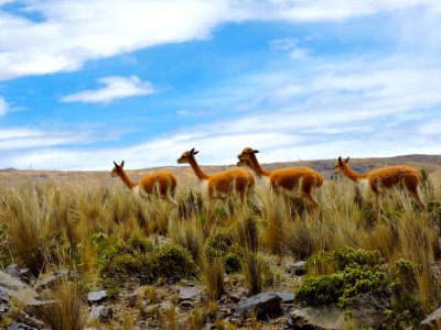 Ayacucho, Peru, Alpaca