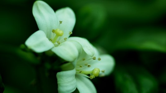 Taoyuan city, Taiwan, Flower photo