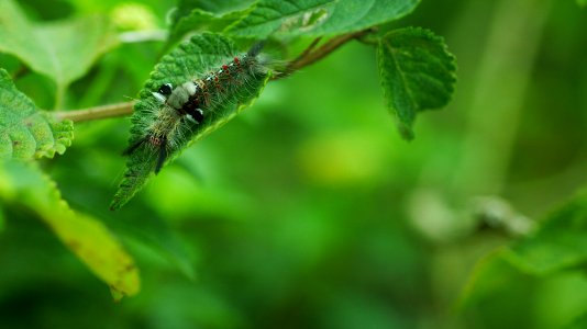 Taoyuan city, Taiwan, Caterpillar photo