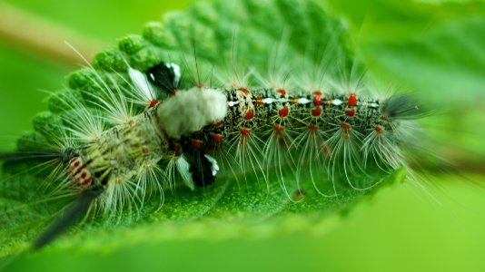 Taoyuan city, Taiwan, Caterpillar photo