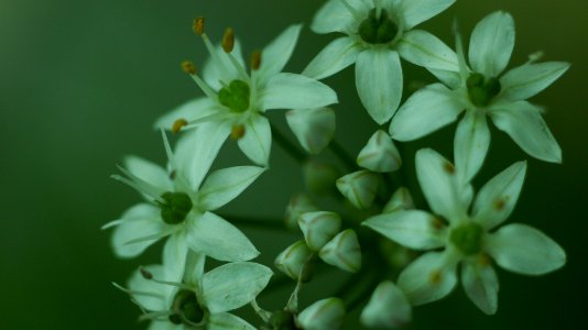 Taoyuan city, Taiwan, Flower