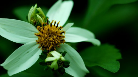 Taoyuan city, Taiwan, Flower photo