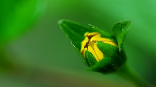 Taoyuan city, Taiwan, Flower photo