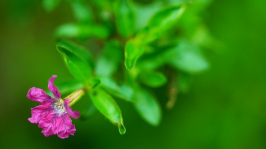 Taoyuan city, Taiwan, Flower photo