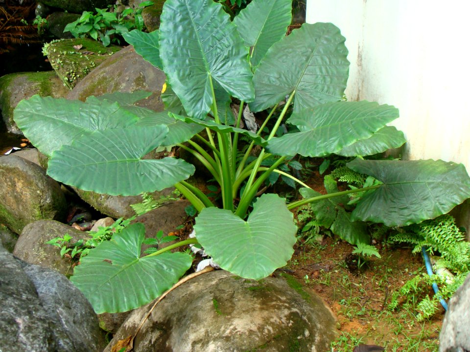 Puerto rico, El yunque national forest, Tropical forest