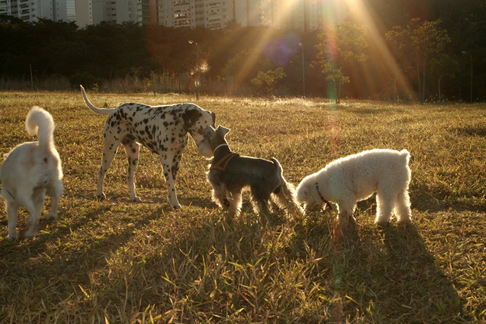 Guas claras, Brazil, Love