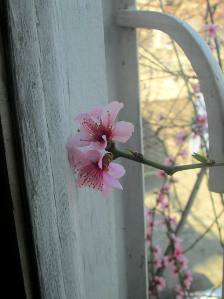 Tbilisi, Georgia, Plant