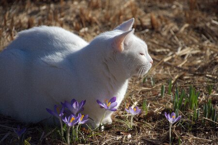 Crocus spring sun