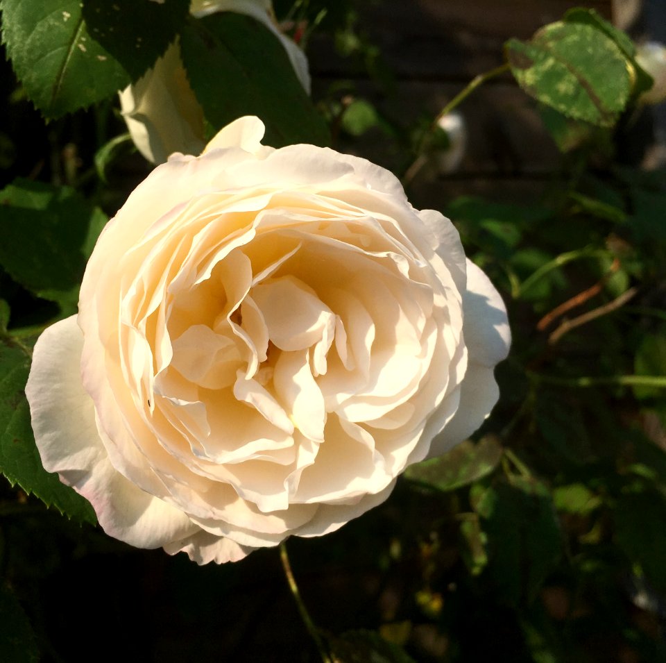 Flower, White, Rose
