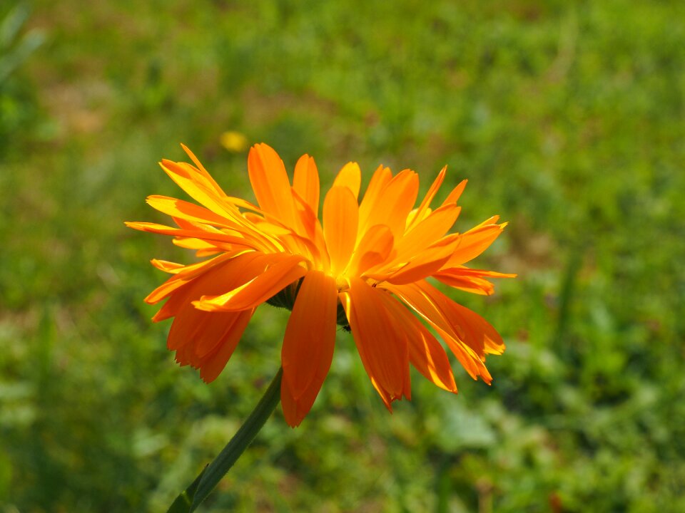 Bloom orange calendula officinalis photo