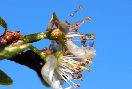 Spring flowering stems bloom