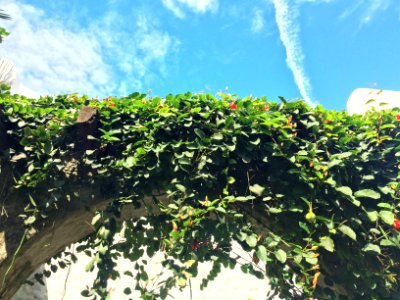 Cloud, Sky, Vines