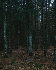Saintfront, Frankrijk, Green