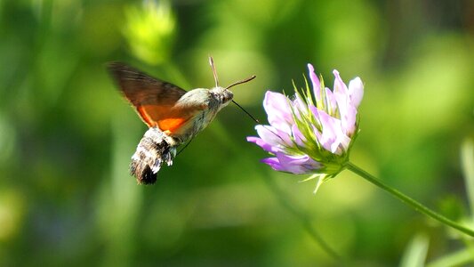 Butterfly hummingbird hawk-moth macro photo