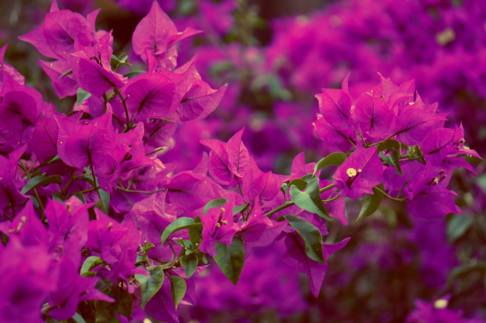 Flower, Bougainvillea