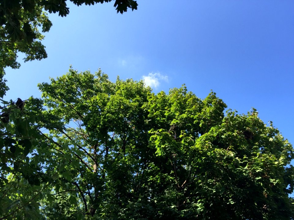 New rochelle, United states, Trees