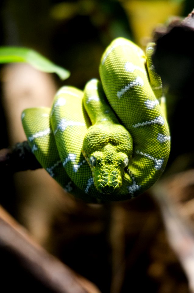 Reptile, Animal, Green
