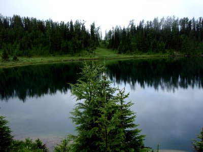 Nature, Reflection, Trees