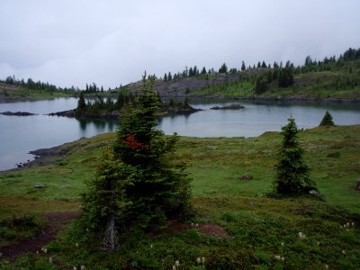 Isl, Mist, Forest