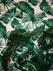 Palm leaf, Summer, Jungle