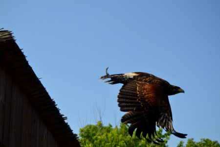 Whild, Fly, Eagle photo