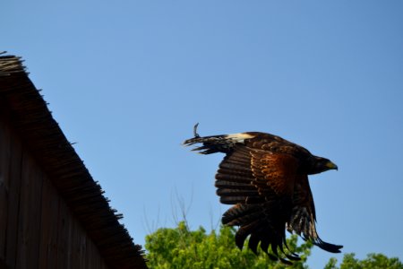 Whild, Fly, Eagle