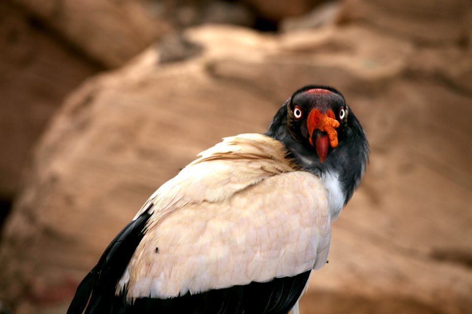 Tenerife, Spain, Stare