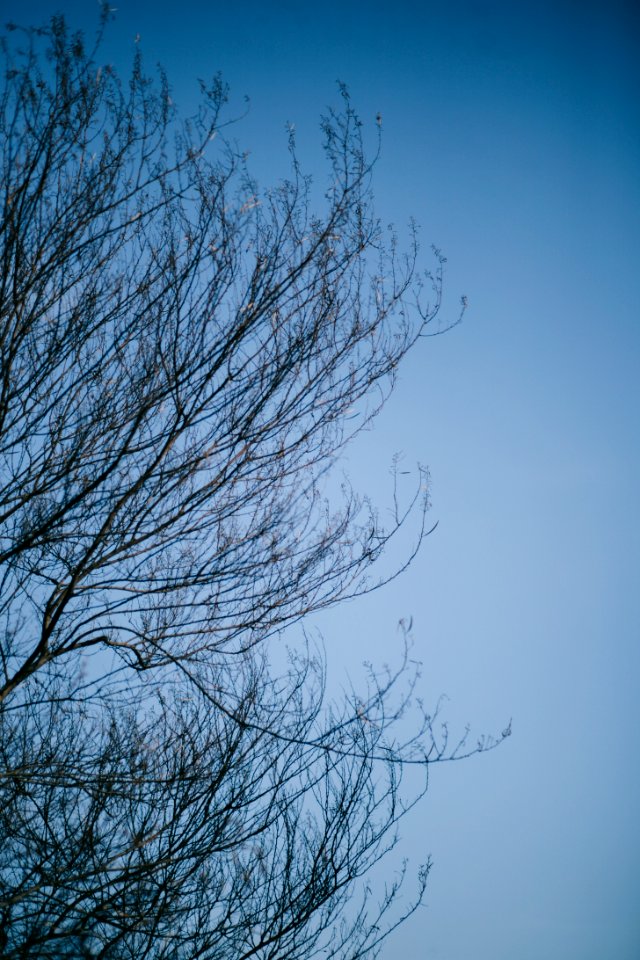 Blue, Sky, Trees