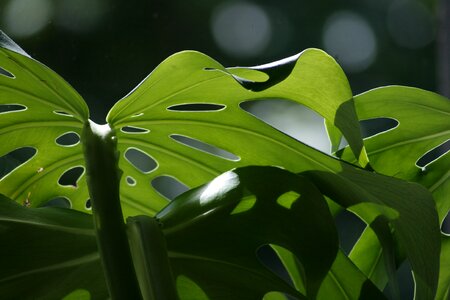 Green light plant photo