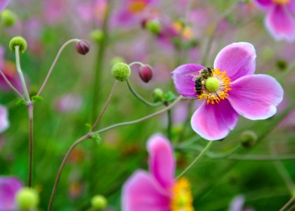Nature, Bee, Flower photo