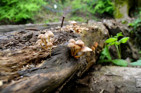 Alikahya fatih mahallesi, Turkey, Mushroom