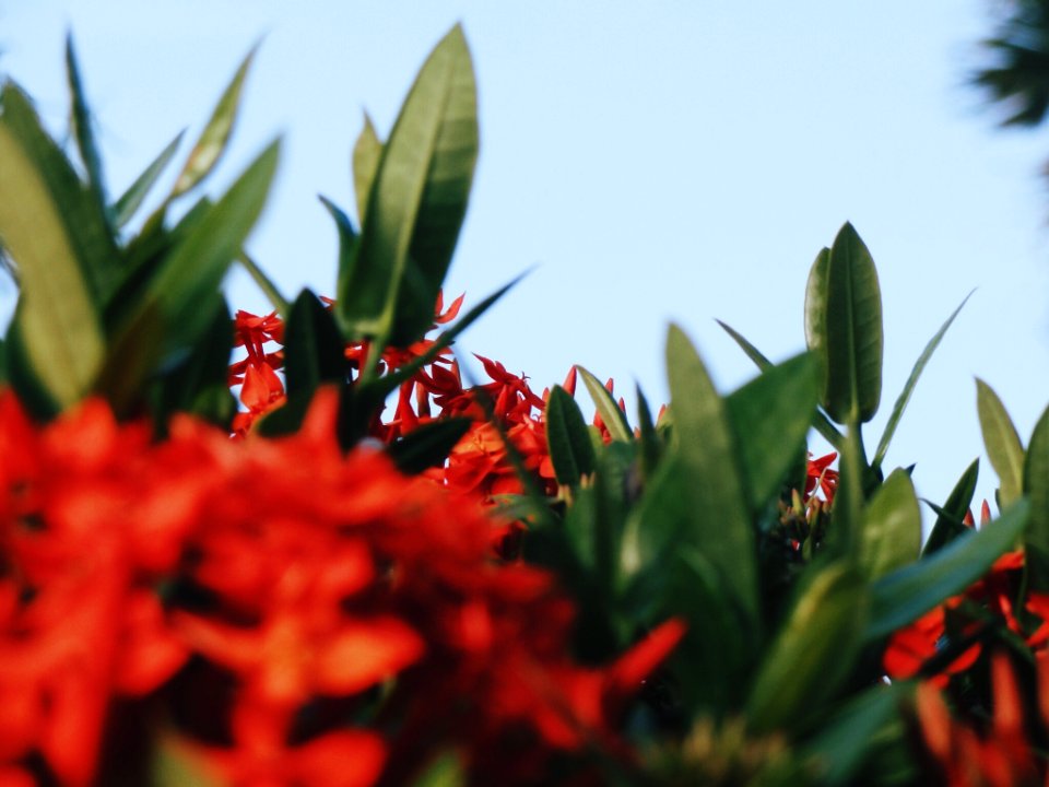 Red flowers, Caracas, Venezuela