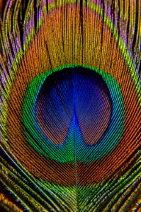 Colors, Macro, Feather