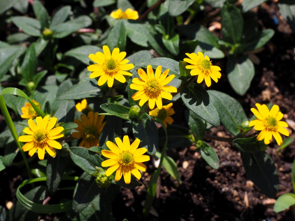 Sanvitalia procumbens small variety