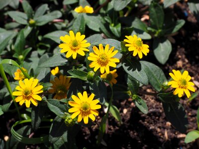 Sanvitalia procumbens small variety