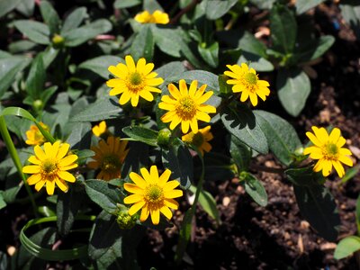 Sanvitalia procumbens small variety photo