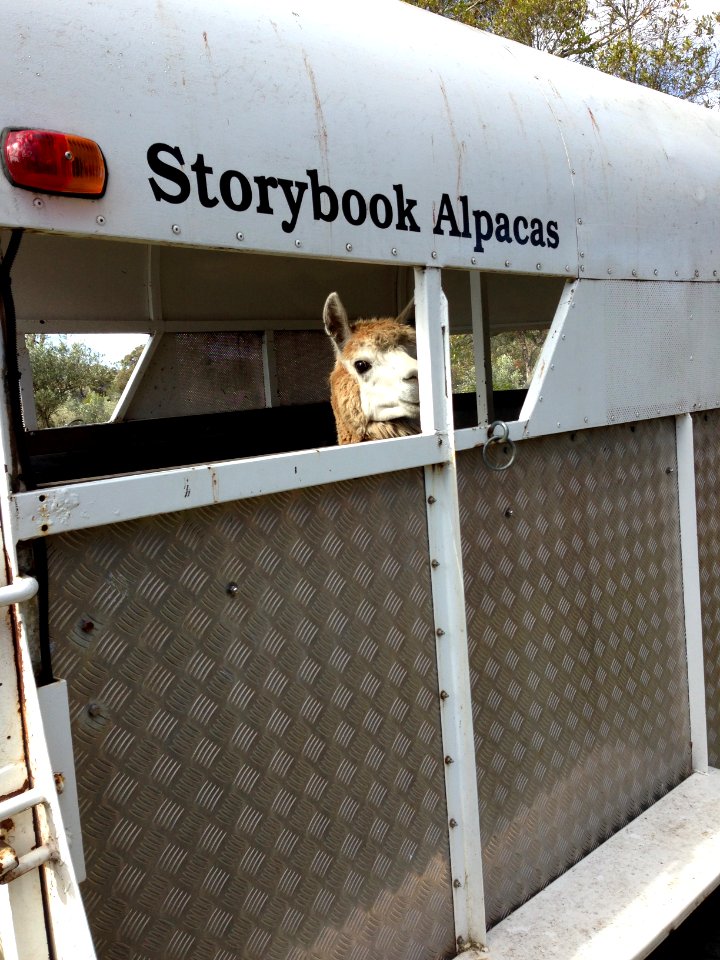 Storybook alpacas, Bargo, Australia