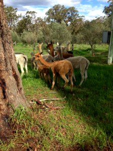 Storybook alpacas, Bargo, Australia