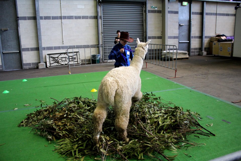 Storybook alpacas, Bargo, Australia