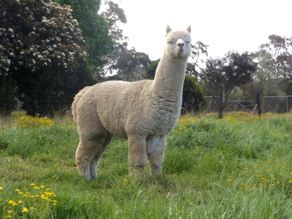 Storybook alpacas, Bargo, Australia