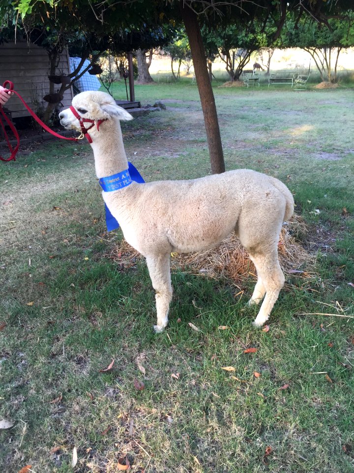 Storybook alpacas, Bargo, Australia